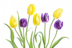 Wall mural Tulip – fototapet med unikt motiv som skapar en inspirerande fondvägg