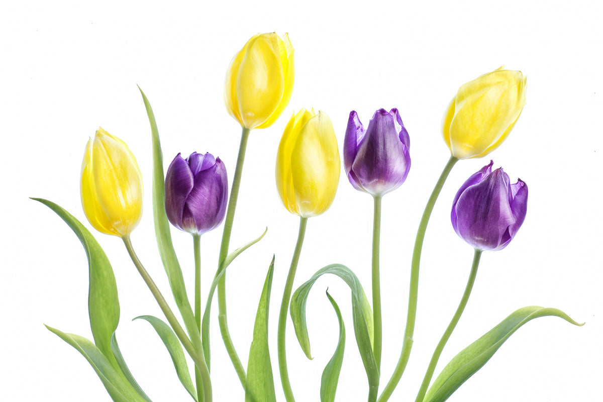 Tulipan