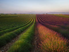 Wall mural Field of lavender – fototapet med unikt motiv som skapar en inspirerande fondvägg