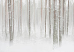 Misty Winter Forest