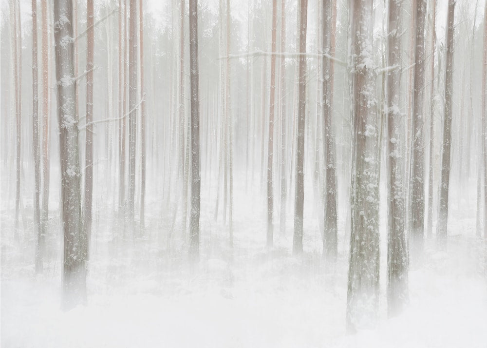 Misty Winter Forest