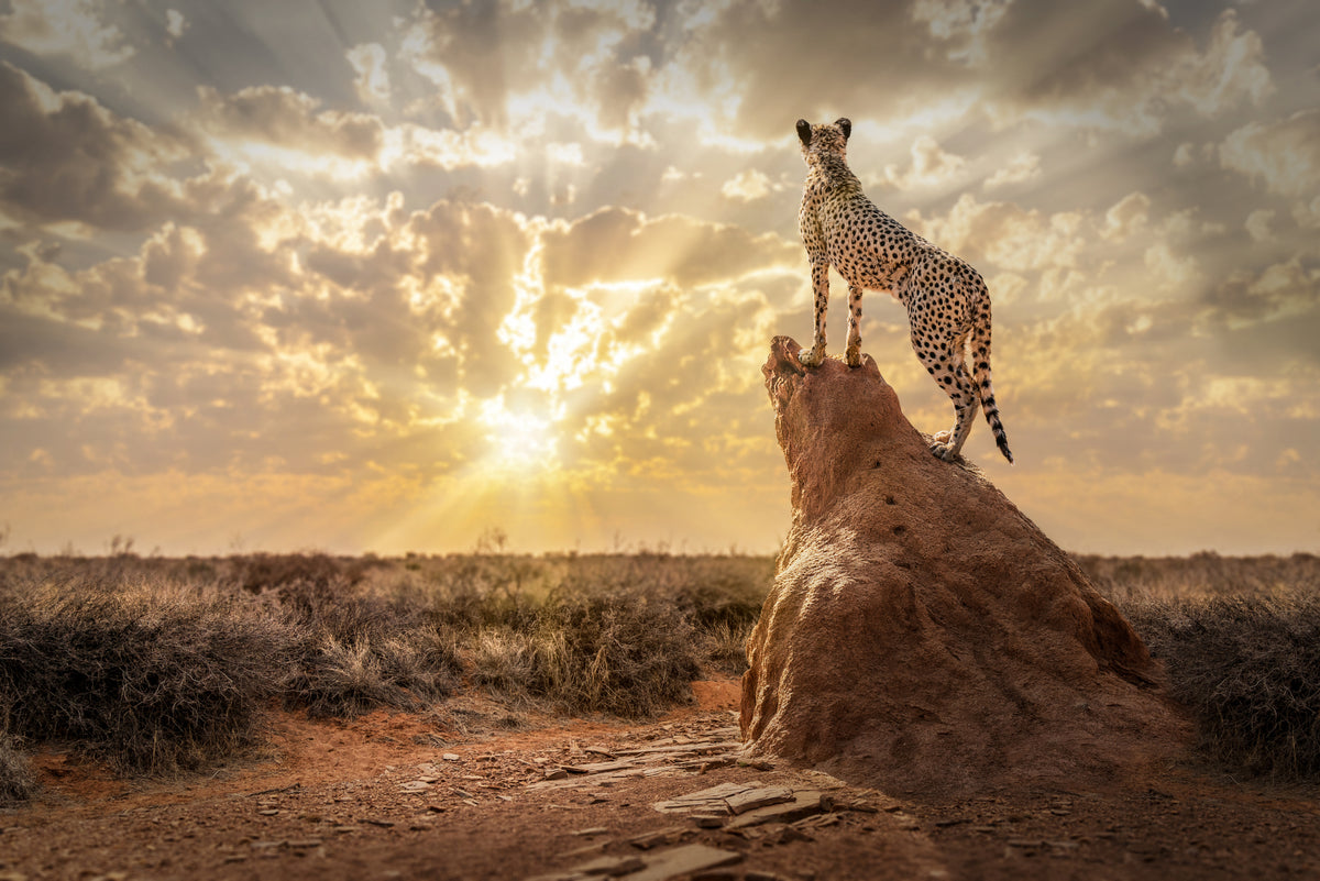 SundownCheetah