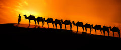 Wall mural Camel on the desert sunset – fototapet med unikt motiv som skapar en inspirerande fondvägg