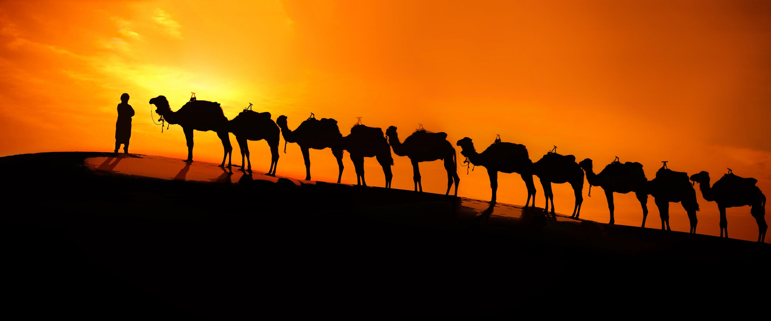 Camel on the desert  sunset