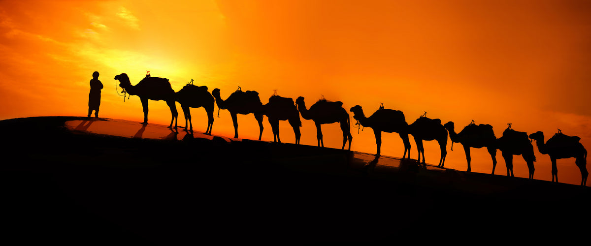 Kamel i ørkenen ved solnedgang