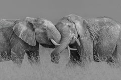 Wall mural Elephant Flight – fototapet med unikt motiv som skapar en inspirerande fondvägg