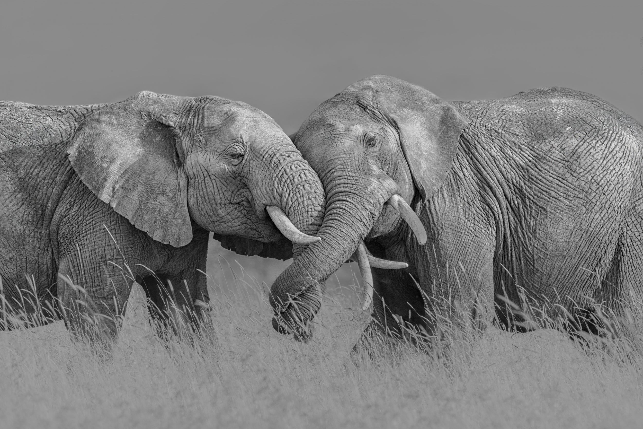 Elephant Flight