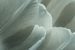 Wall mural Green Macro Flower Photo 1 – fototapet med unikt motiv som skapar en inspirerande fondvägg