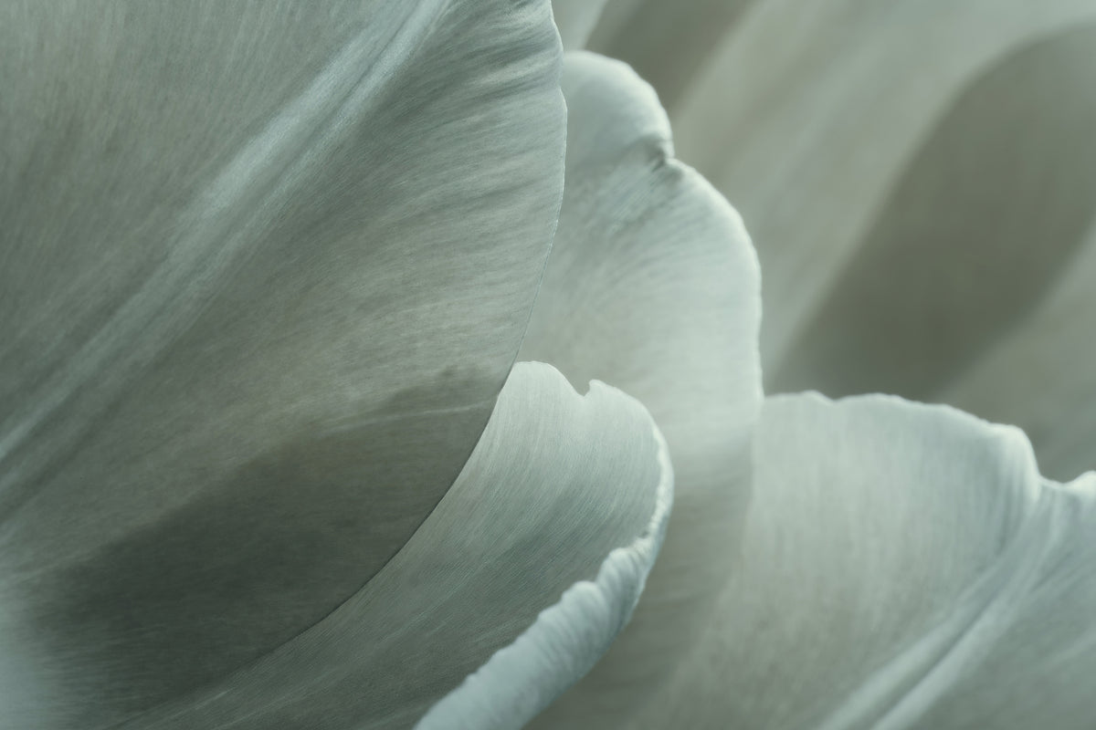 Grønn makroblomstfoto 1