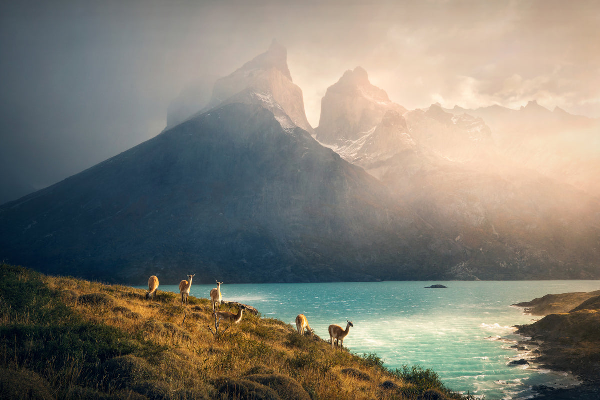 Alpakka ved Torres de Paine