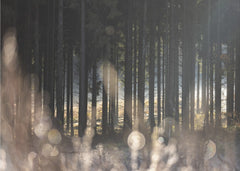 Forest Glow 1