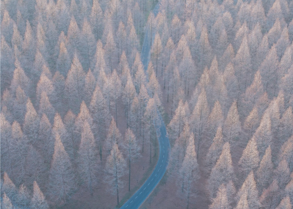 Winding Winter Forest Road