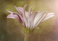 Wall mural Pretty in Pink – fototapet med unikt motiv som skapar en inspirerande fondvägg