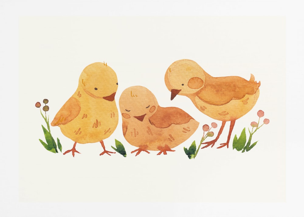 Cute Baby Chicks