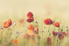 Wall mural Spring mood! – fototapet med unikt motiv som skapar en inspirerande fondvägg