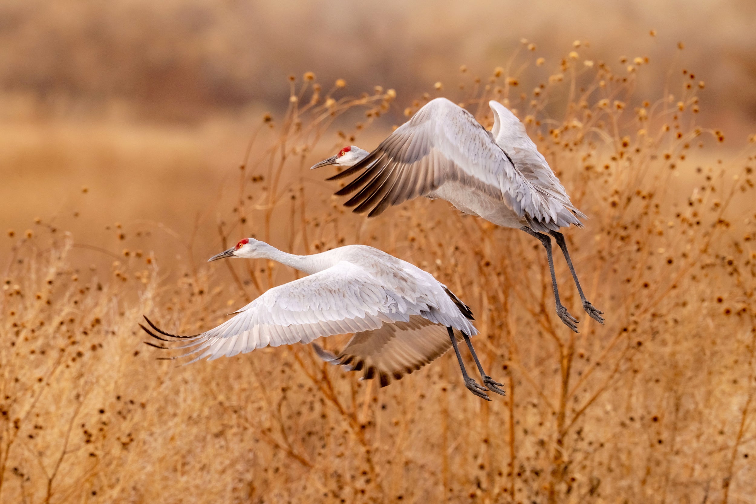 Grus canadensis