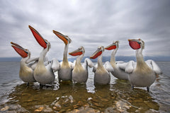 Wall mural Waiting for a fish – fototapet med unikt motiv som skapar en inspirerande fondvägg