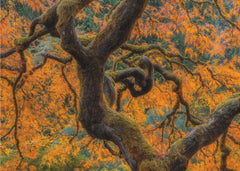 Vibrant Autumn Maple Tree