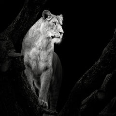 Wall mural Lioness – fototapet med unikt motiv som skapar en inspirerande fondvägg