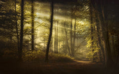 Wall mural Autumnal Morning – fototapet med unikt motiv som skapar en inspirerande fondvägg