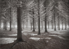 Frosted Winter Forest