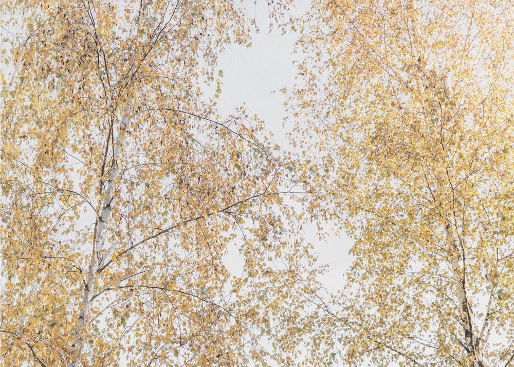 Birch Trees