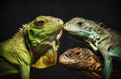 Wall mural The Dragon Family – fototapet med unikt motiv som skapar en inspirerande fondvägg