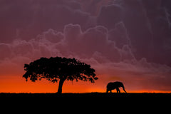 Wall mural Elephant at sunset – fototapet med unikt motiv som skapar en inspirerande fondvägg
