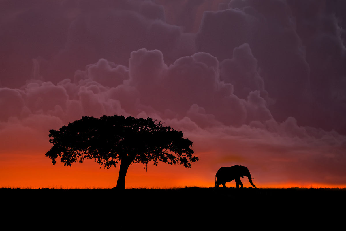 Elefant ved solnedgang