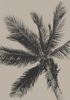 Wall mural Palm Tree – fototapet med unikt motiv som skapar en inspirerande fondvägg