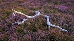 Wall mural Heather field – fototapet med unikt motiv som skapar en inspirerande fondvägg