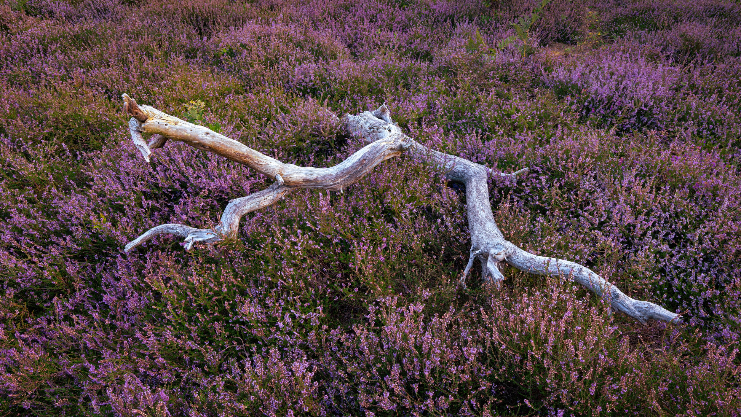 Heather field