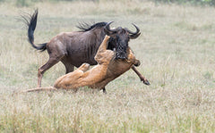 Wall mural Fighting – fototapet med unikt motiv som skapar en inspirerande fondvägg