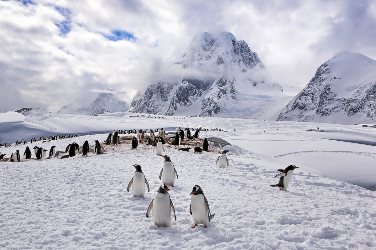 Pingvinens naturlige habitat i Antarktis