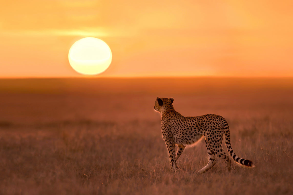 Ny dag i Mara Plains