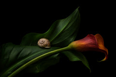 Wall mural Still Life With A Calla – fototapet med unikt motiv som skapar en inspirerande fondvägg