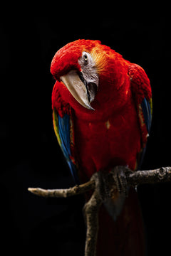Wall mural Portrait of Scarlet Macaw – fototapet med unikt motiv som skapar en inspirerande fondvägg