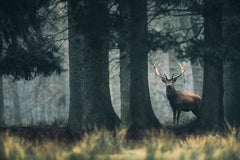Wall mural King of the forest – fototapet med unikt motiv som skapar en inspirerande fondvägg