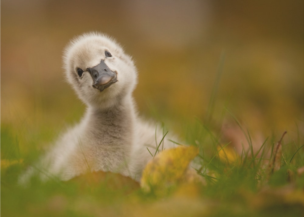 Curious Baby Swan