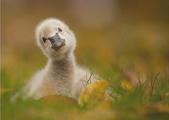 Curious Baby Swan