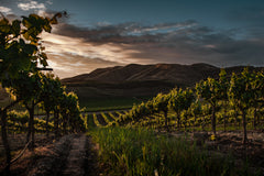 Wall mural Vinyards – fototapet med unikt motiv som skapar en inspirerande fondvägg