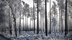 Wall mural Winter Pine Trees II – fototapet med unikt motiv som skapar en inspirerande fondvägg