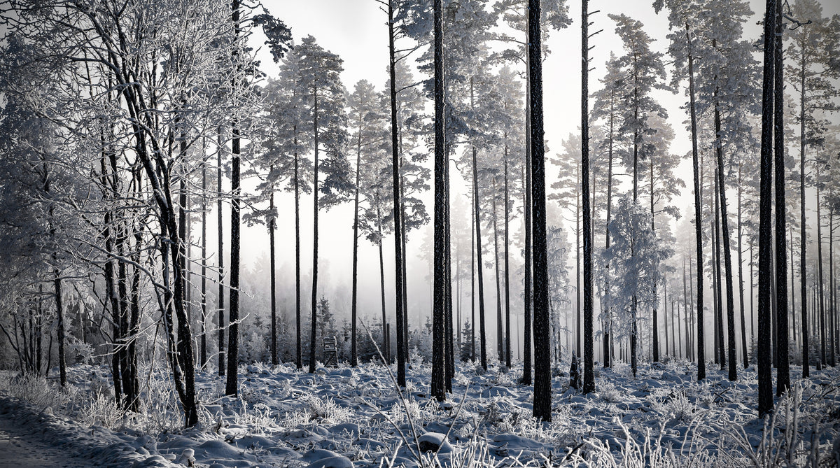 Winter Pine Trees II