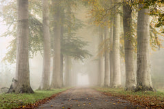 Wall mural Beech trees in autumn fog – fototapet med unikt motiv som skapar en inspirerande fondvägg