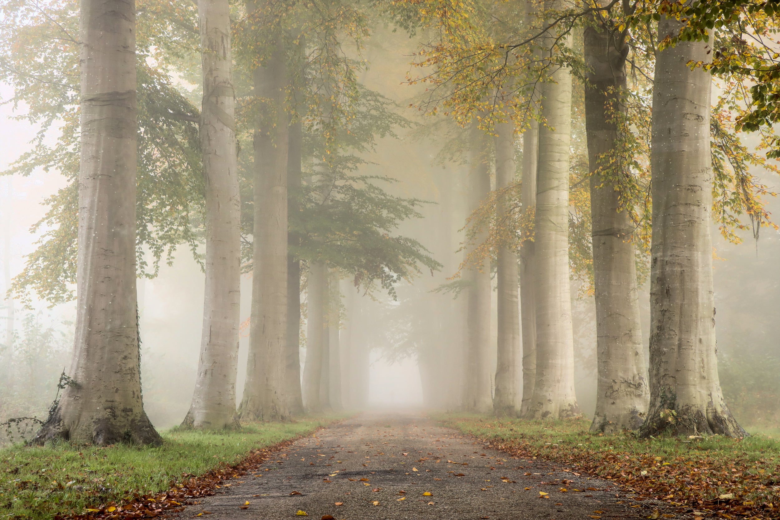 Beech trees in autumn fog