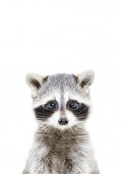 Wall mural Baby Racoon – fototapet med unikt motiv som skapar en inspirerande fondvägg