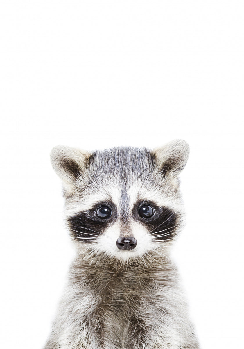 Baby-vaskebjørn