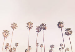 Wall mural Sunny Cali Palm Trees – fototapet med unikt motiv som skapar en inspirerande fondvägg