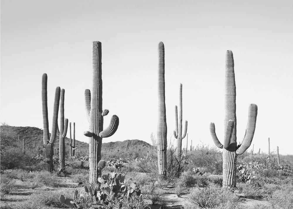 Grey Cactus Land