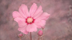Wall mural PINK 2 – fototapet med unikt motiv som skapar en inspirerande fondvägg